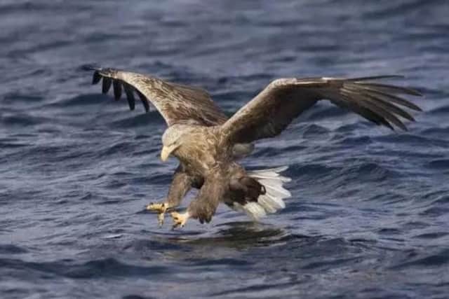 A sea eagle