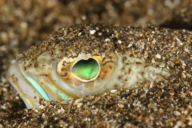 Visitors to North Derry beaches warned of venomous weever fish and its ...