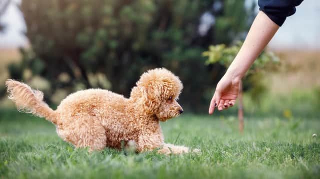 Training a new puppy is important (photo: Adobe)