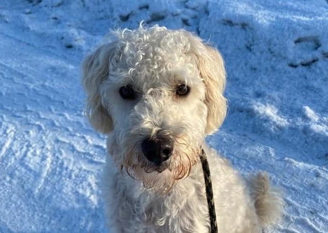 The delightful dogs of Derry and Inishowen, as sent in by proud Derry Journal readers.