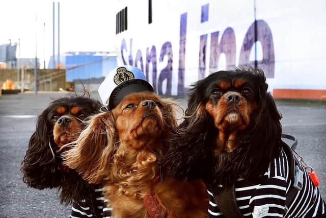 Stena Line declares 2025 the year of pet travel