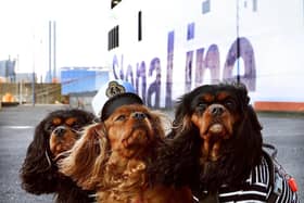 Stena Line declares 2025 the year of pet travel