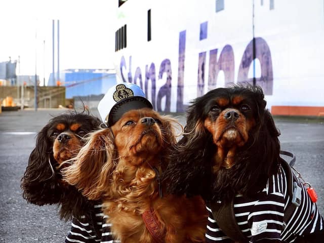 Stena Line declares 2025 the year of pet travel