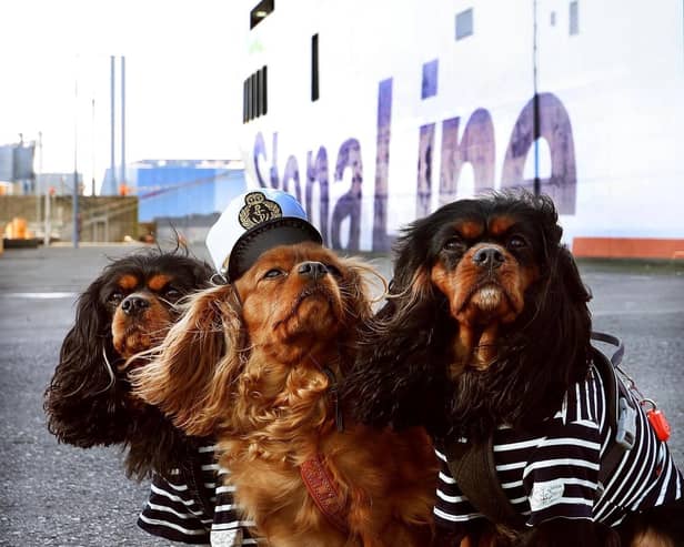 Stena Line declares 2025 the year of pet travel