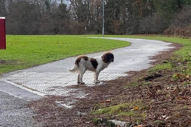 The dog who was seen straying in Gransha grounds.