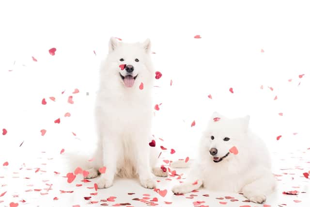 New research says one in three of us are more likely to match with someone on a dating profile if they have a dog in their picture (photo: Adobe)