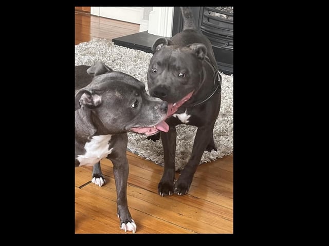Roxy and her son Bolt