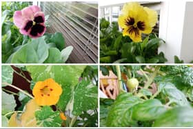 The first pansies, nasturtium and baby tomato, all grown from seed.