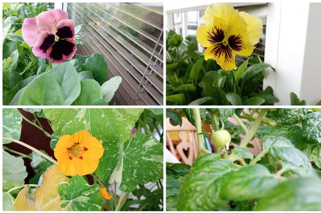 The first pansies, nasturtium and baby tomato, all grown from seed.