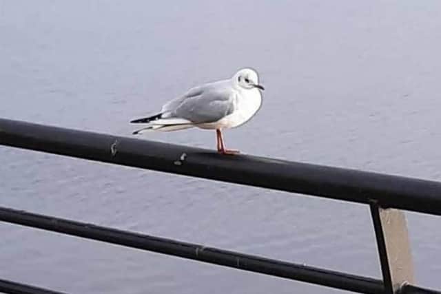 The public has been urged not to feed the seagulls in Buncrana and Lisfannon.