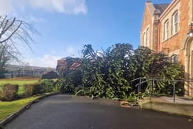 A monkey puzzle tree felled by Storm Éowyn in the grounds of St Patrick's chapel