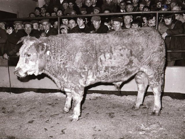 Carndonagh Mart Christmas Show and Sale.