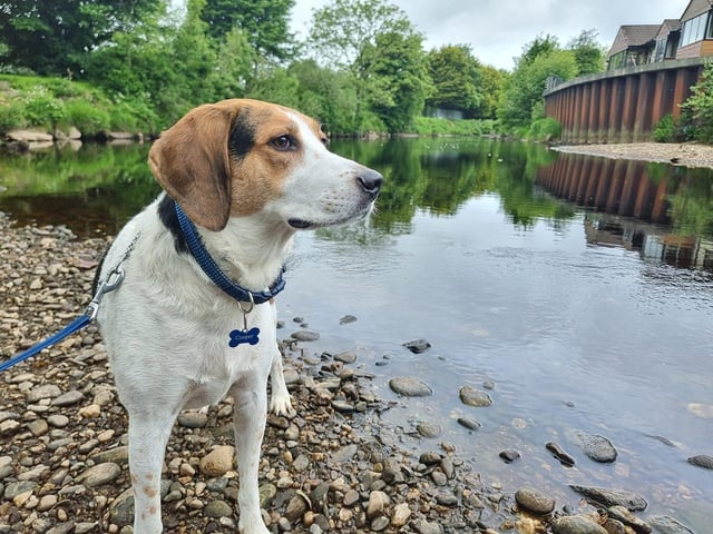 Cooper, the wee rascal, loves a good sniff.
