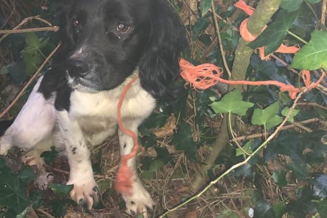 Young dog 'Basil' now 'happy' after he was left tied to a tree in ...