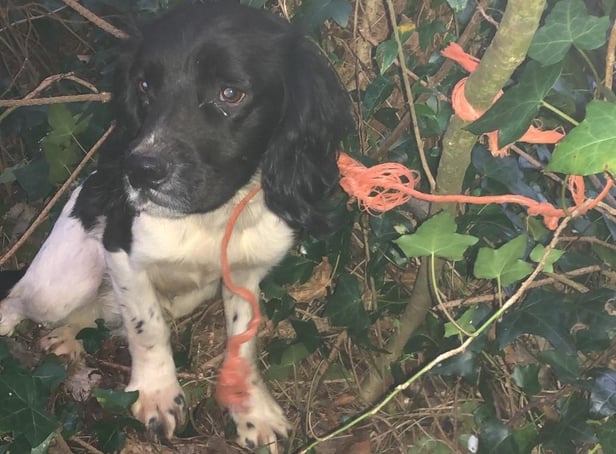 Basil was found in remote woods in Donegal.
