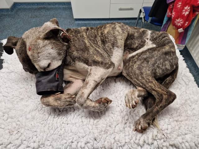The dog sustained multiple injuries including brain damage, broken ribs and a collapsed lung.