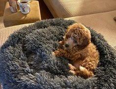 Part two in a collection of pictures of the beautiful dogs of Derry and Donegal, sent in by Derry Journal readers.