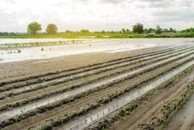 Farmers are really struggling after so much rain has fallen. Photo: Adobe