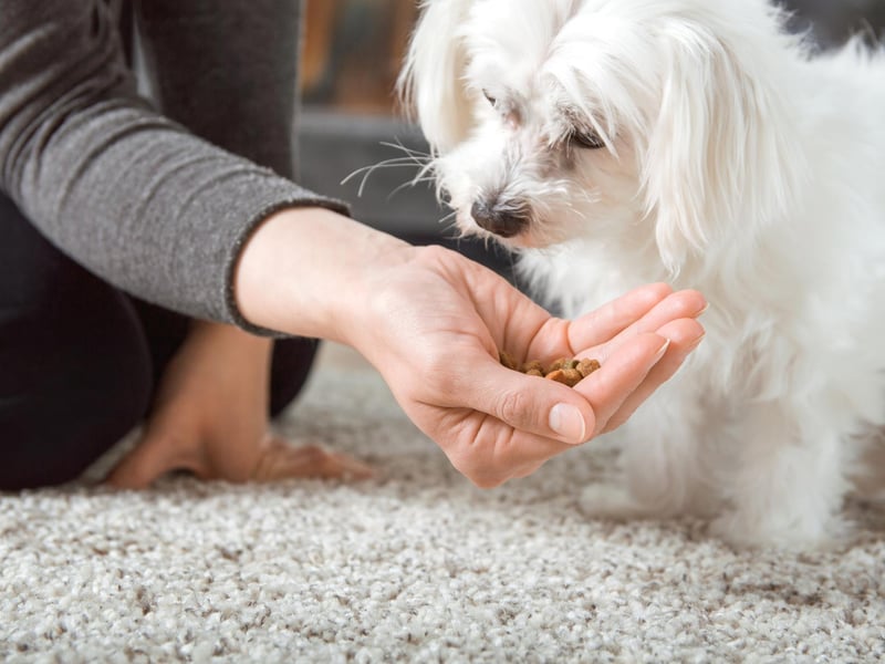 This one isn't for everyone but a great way to bond with your dog is to ditch the bowl and hand-feed them their dinner. It teaches the dog that they can trust you and also gives you a chance to get up and personal with them. This is especially beneficial for rescue dogs who are learning how to trust again. You could also invest in a treat pouch and put the dogs dinner in there to reward them for good behaviour throughout the day. You'll see the dogs behaviour improve leaps and bounds if you have a more challenging pet at home.