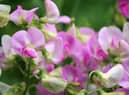 Plant now for great colour in spring