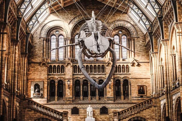 Channel 5 guides viewers behind the scenes of one of the greatest museums in the world, the Natural History Museum in London