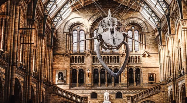Channel 5 guides viewers behind the scenes of one of the greatest museums in the world, the Natural History Museum in London