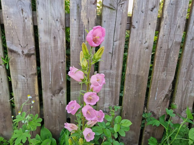 Canterbury Bells.