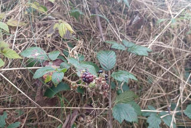 A blackberry at Killea on December 3.