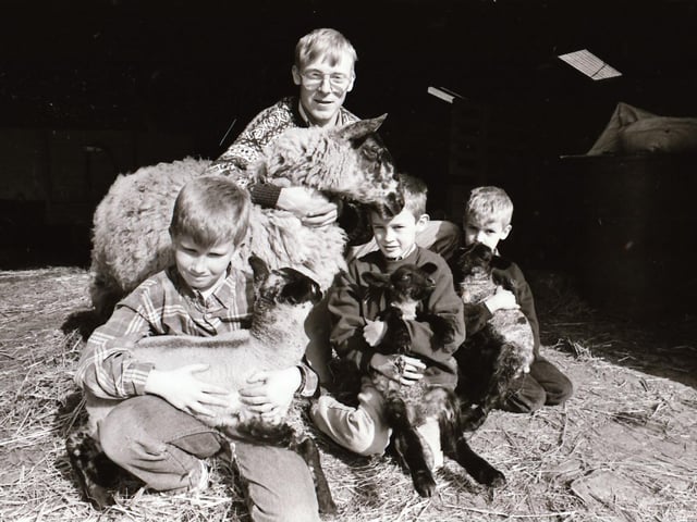 Walker Farm sheep and lambs.