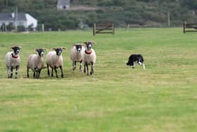 At the SSE Irish National Sheep Dog Trials in Balllyliffen, Co. Donegal.  Photo Clive Wasson