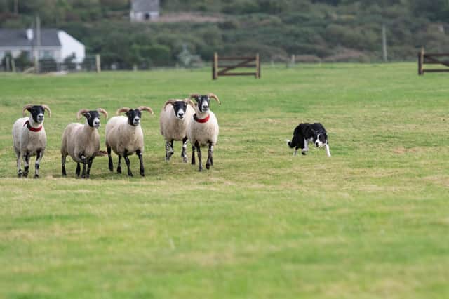At the SSE Irish National Sheep Dog Trials in Balllyliffen, Co. Donegal. Photo Clive Wasson