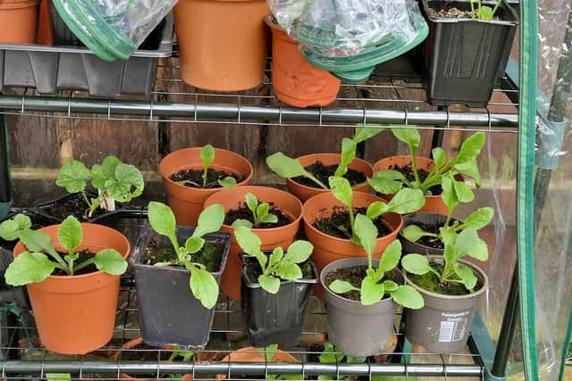 I'll be overwintering some young plants in mini greenhouses.