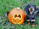 Decorations could be potential choking hazards for your pet, ensure they are out of your pet’s reach.