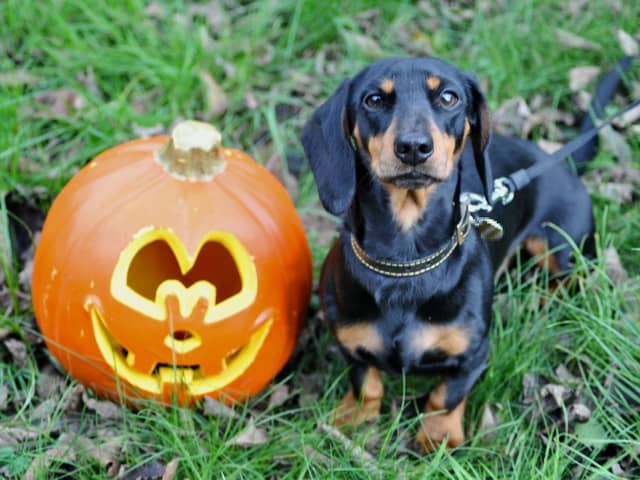 Decorations could be potential choking hazards for your pet, ensure they are out of your pet’s reach.