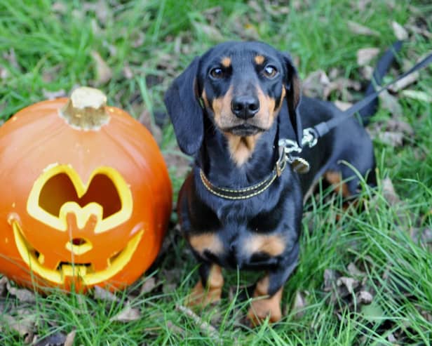 Decorations could be potential choking hazards for your pet, ensure they are out of your pet’s reach.