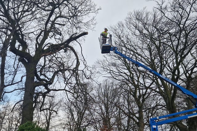 A tree surgeon repairs a damaged tree on Duncreggan Road
