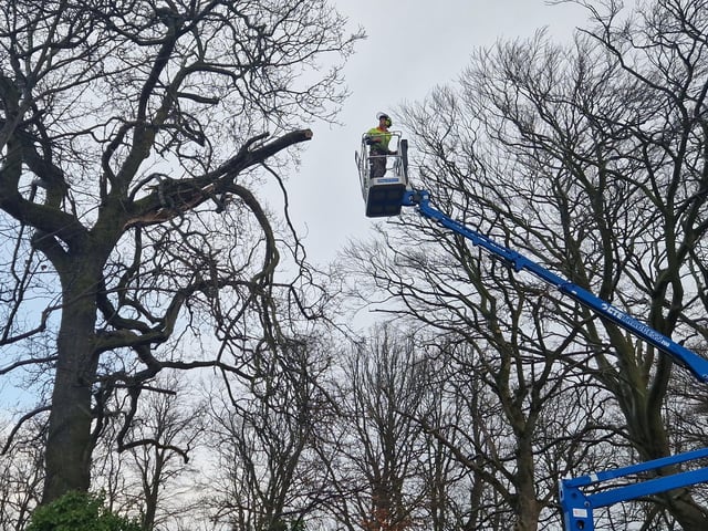 A tree surgeon repairs a damaged tree on Duncreggan Road