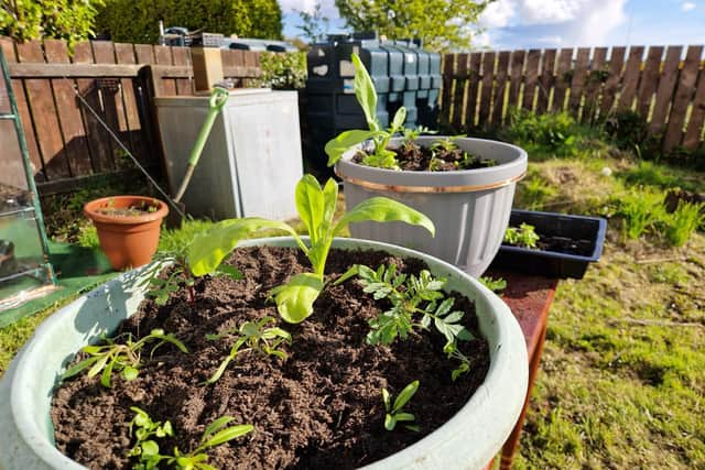 Flower pots- calendula (pot marigold), French marigold, night scented phlox and trailing lobelia seedlings all in the same pot.