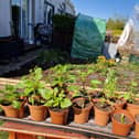 Growing dahlias from seed is easy and you never know what you will get.