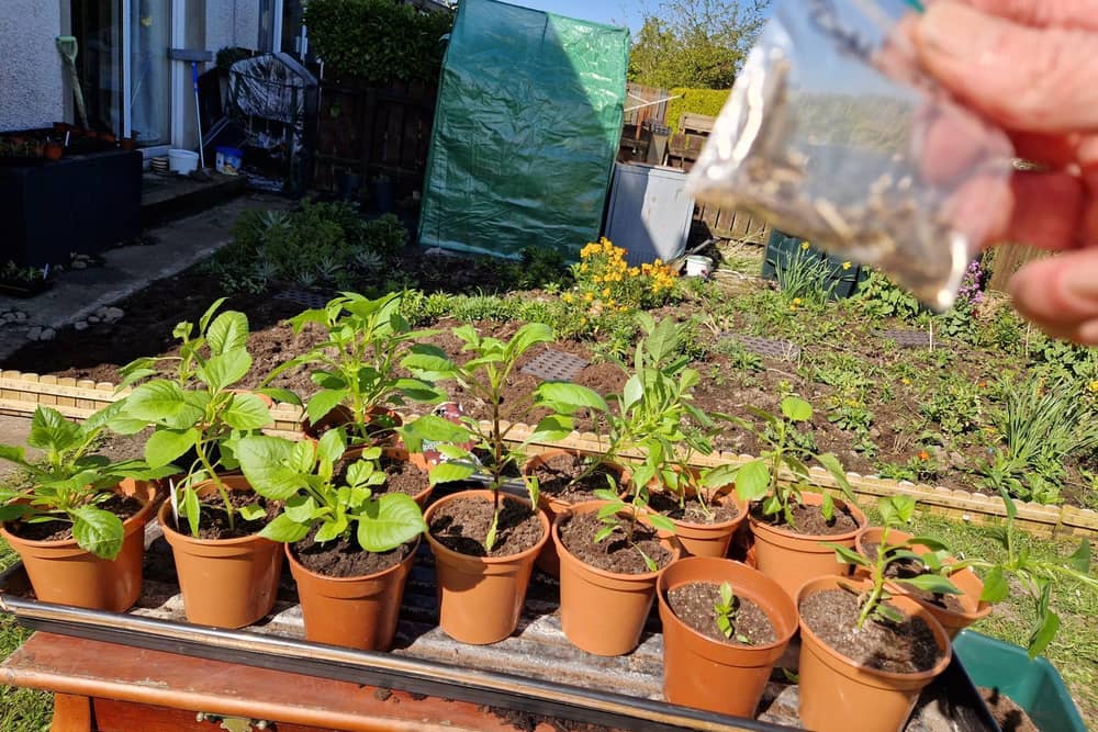Growing dahlias from seed is easy and you never know what you will get.