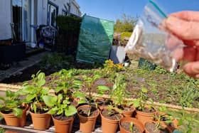 Growing dahlias from seed is easy and you never know what you will get.