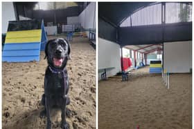 Fergus enjoying the new indoor dog park, which opened at Off Lead Agility