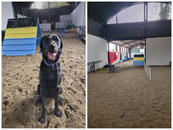 Fergus enjoying the new indoor dog park, which opened at Off Lead Agility