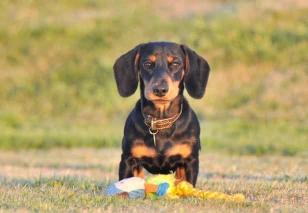 A planning application has been submitted for a pet crematorium in Co. Donegal.
