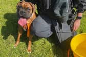 A boxer pup discovered wandering along the main A2 Clooney Road over the weekend has been reunited with its owner.