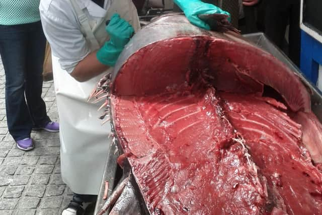 A blue fin tuna being filleted.