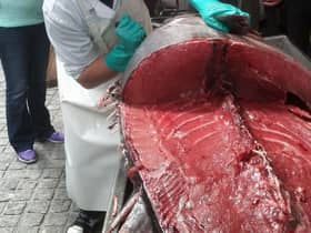 A blue fin tuna being filleted.
