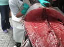 A blue fin tuna being filleted.