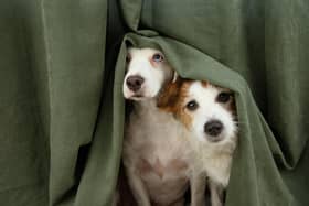 Derry Council is warning of the dangers of fireworks for pets and property.