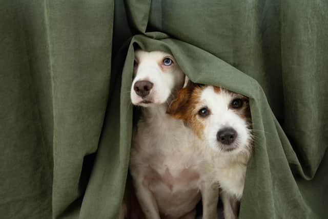 Derry Council is warning of the dangers of fireworks for pets and property.